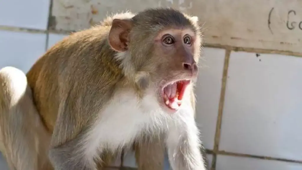 monkey